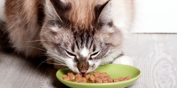 Pancreatitis in Cats What It Is What Causes It and What You Can Do